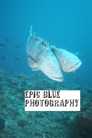 Epic Blue Prize - Exxy comp 2010